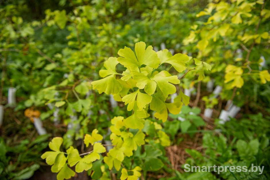 11-Гинкго билоба.jpg 11-Гинкго билоба.jpg