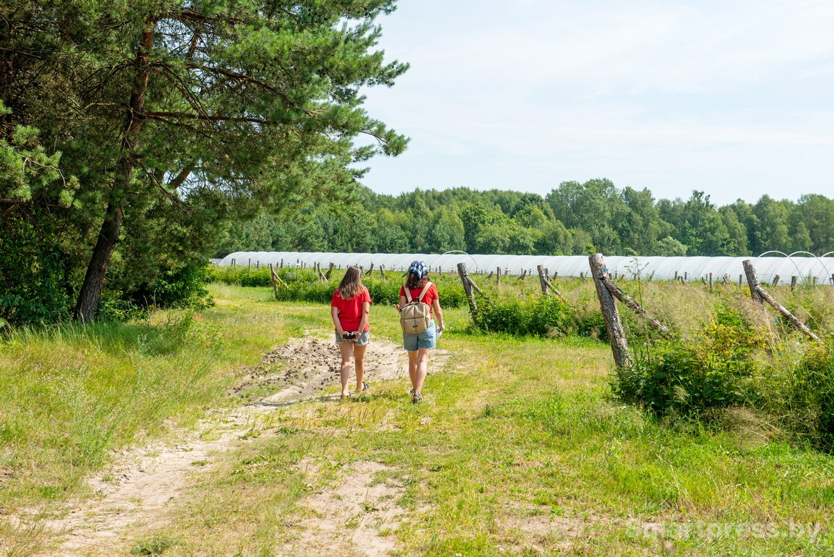 5-Плантации с ягодами в хозяйстве АгроЯгодка.jpg
