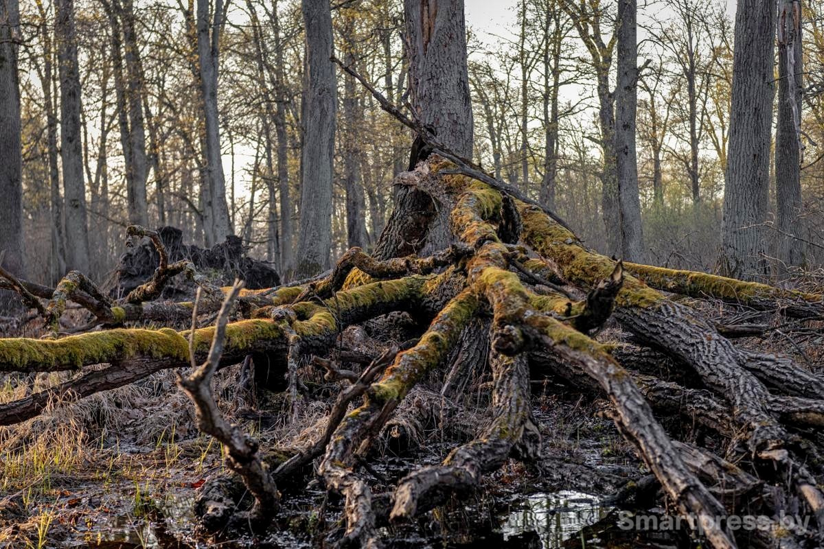 11-В полесском лесу.jpg