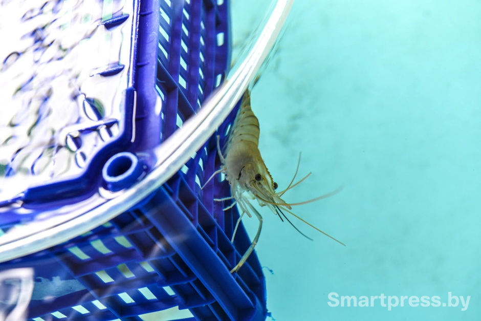 Креветочная ферма под Ляховичами 1.jpg