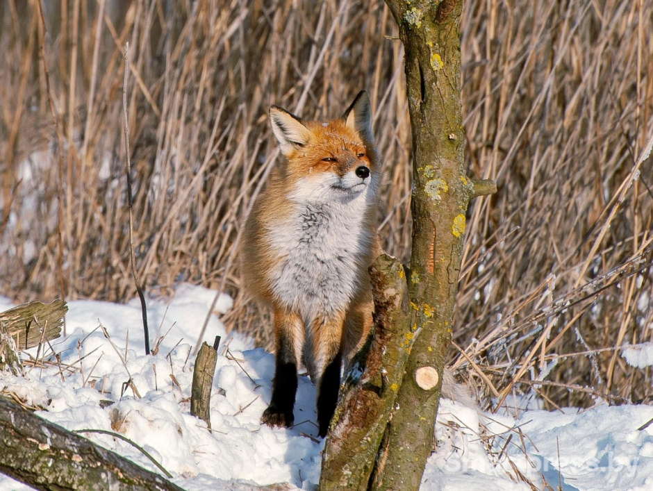 1-Лиса в заказнике Выгонощанское.jpg 1-Лиса в заказнике Выгонощанское.jpg