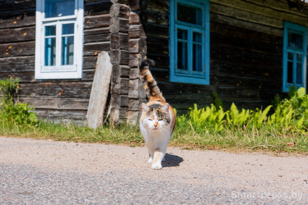 18-Кошка Китти.jpg