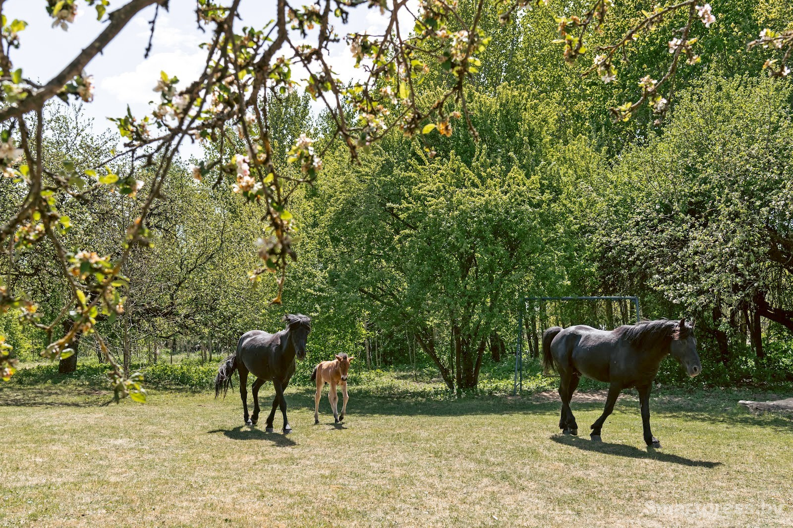 32-Лошади полесской породы в Воложинском районе.jpg