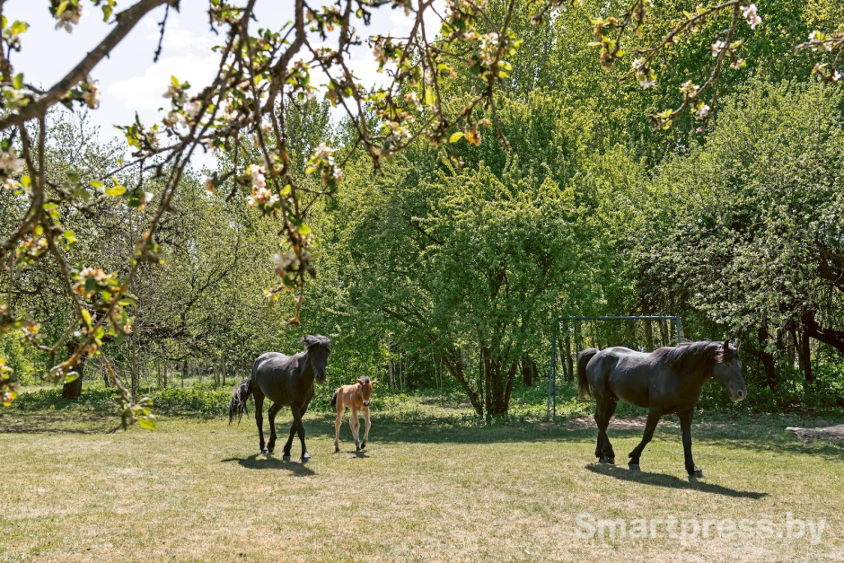32-Лошади полесской породы в Воложинском районе.jpg