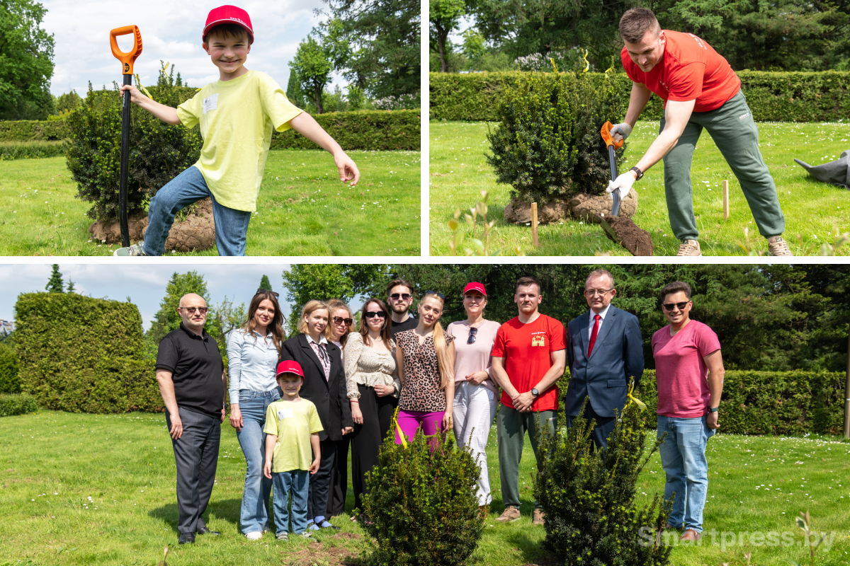 Сотрудники БСБ Банка высаживают алею тисов в минском Ботаническом саду