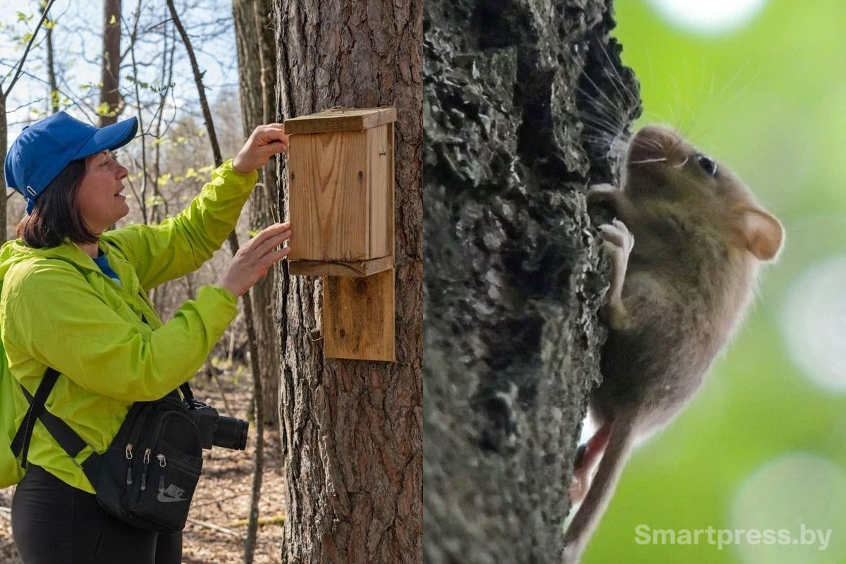 Соняшник и соня.jpg