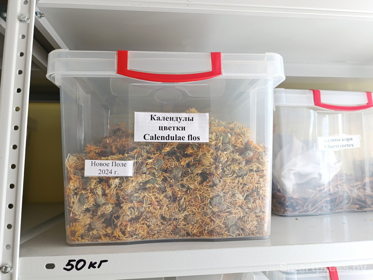 Сушеные цветы календулы.jpg
