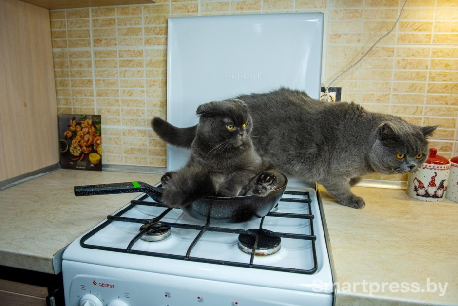 11-Боня и Бакс на любимой кухне.jpg