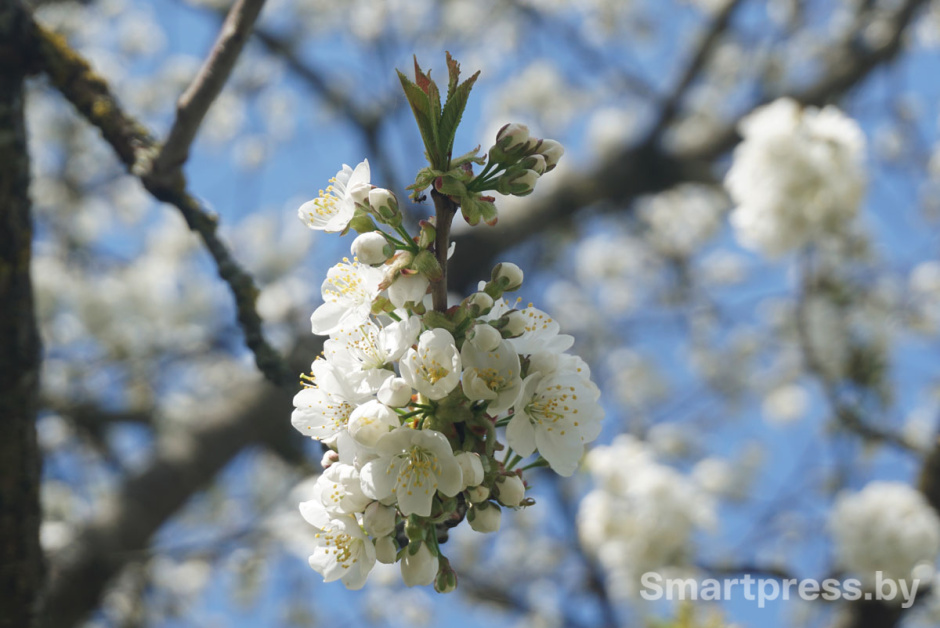 цветение деревьев.jpg