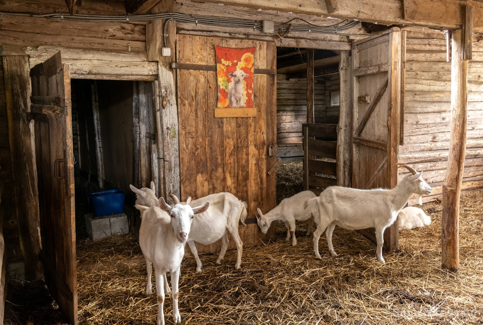 19-Козья ферма в деревне Высокое.jpg