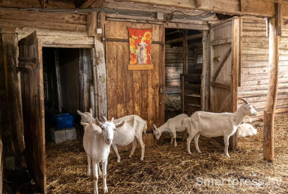 19-Козья ферма в деревне Высокое.jpg
