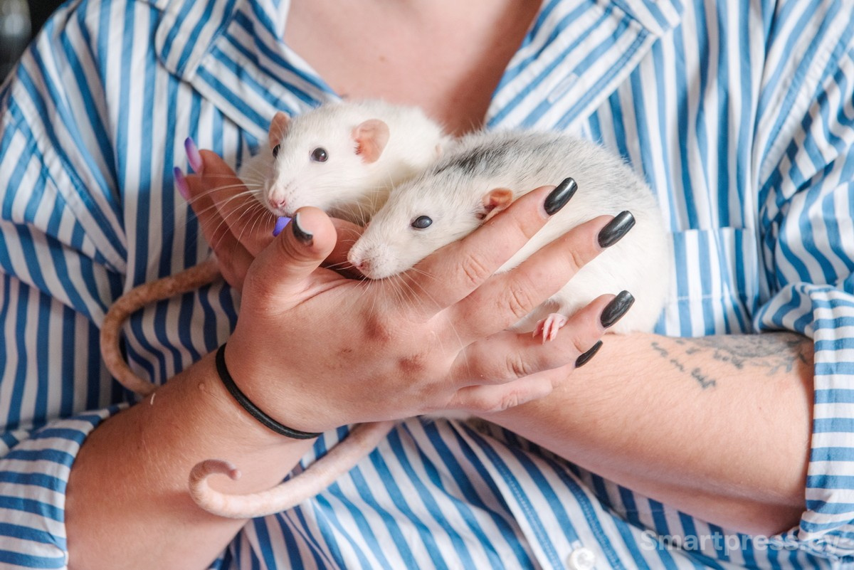 6-Домашние крысы из приюта RATуй.jpg