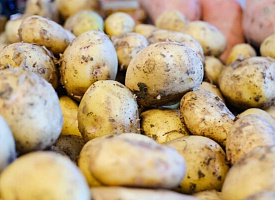 От новых сортов картофеля до беспилотных тракторов: что разрабатывают белорусские ученые?