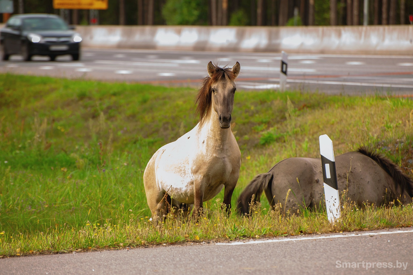 лошади на трассе