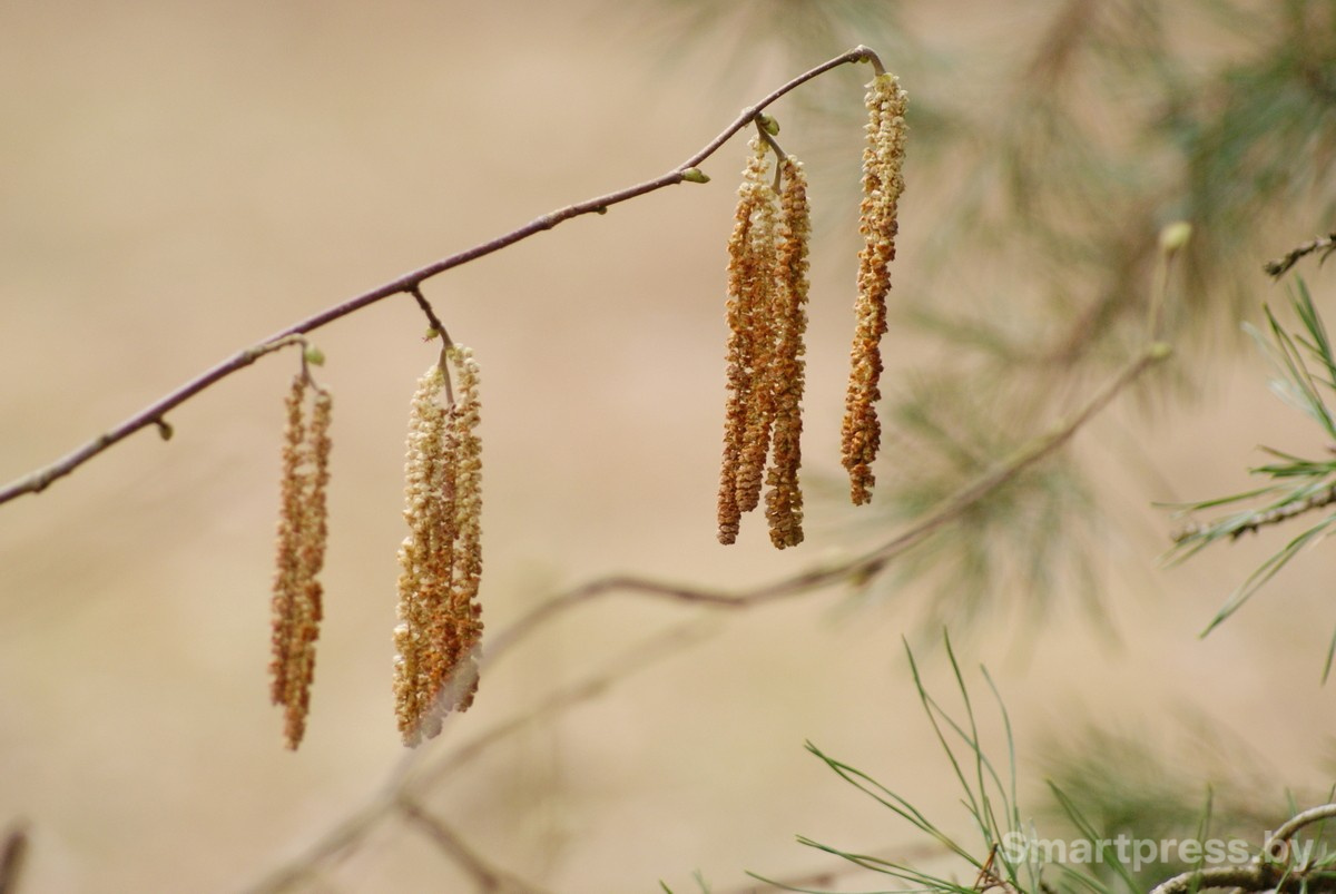Минчанка купила 100-летний хутор 7.jpg