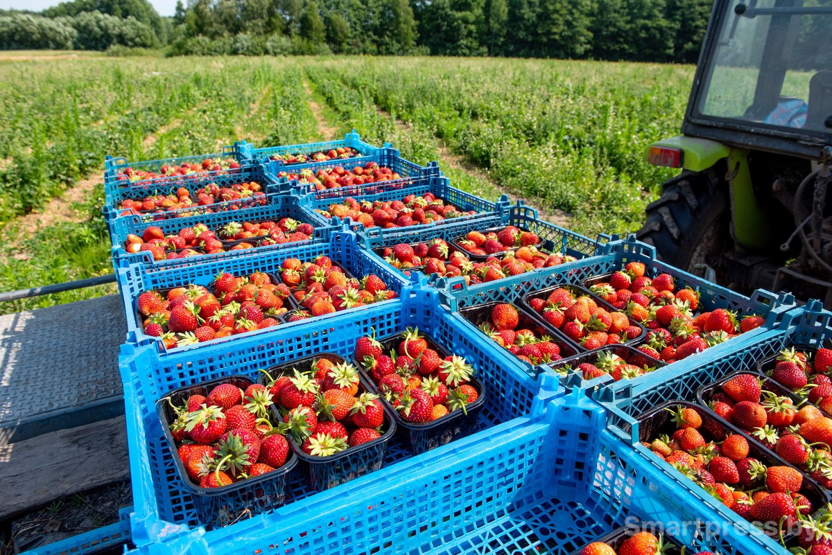 22-Собранная клубника.jpg