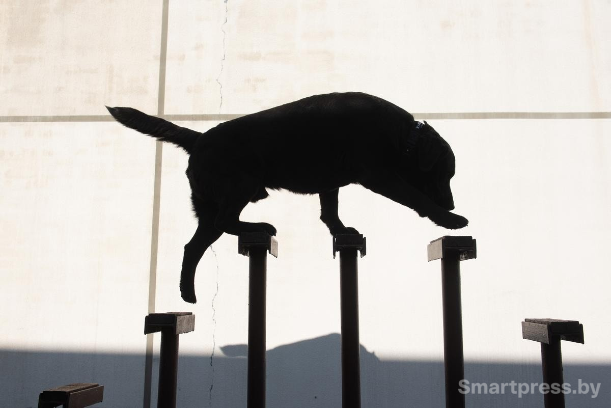 10-Дарк во время тренировки.jpg