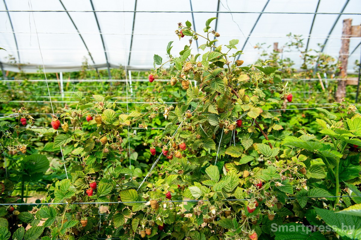 18-Теплицы в хозяйстве АгроЯгодка.jpg