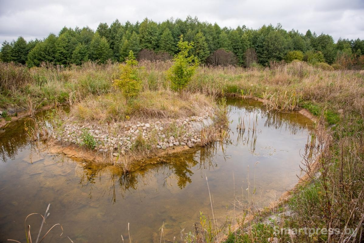 17-На небольшом островке в центре пруда растут метасеквойи.jpg