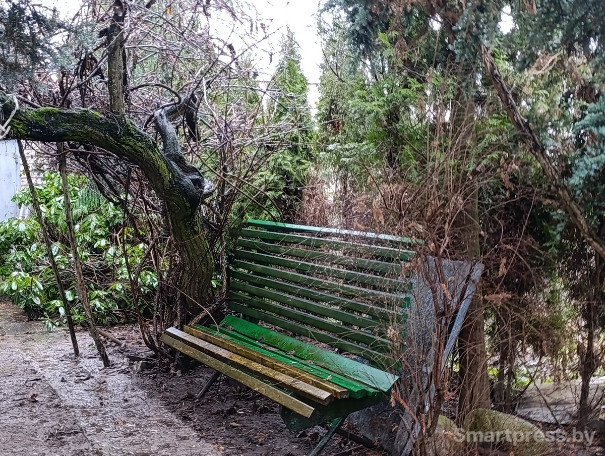 3-Сад рядом с домом.jpg