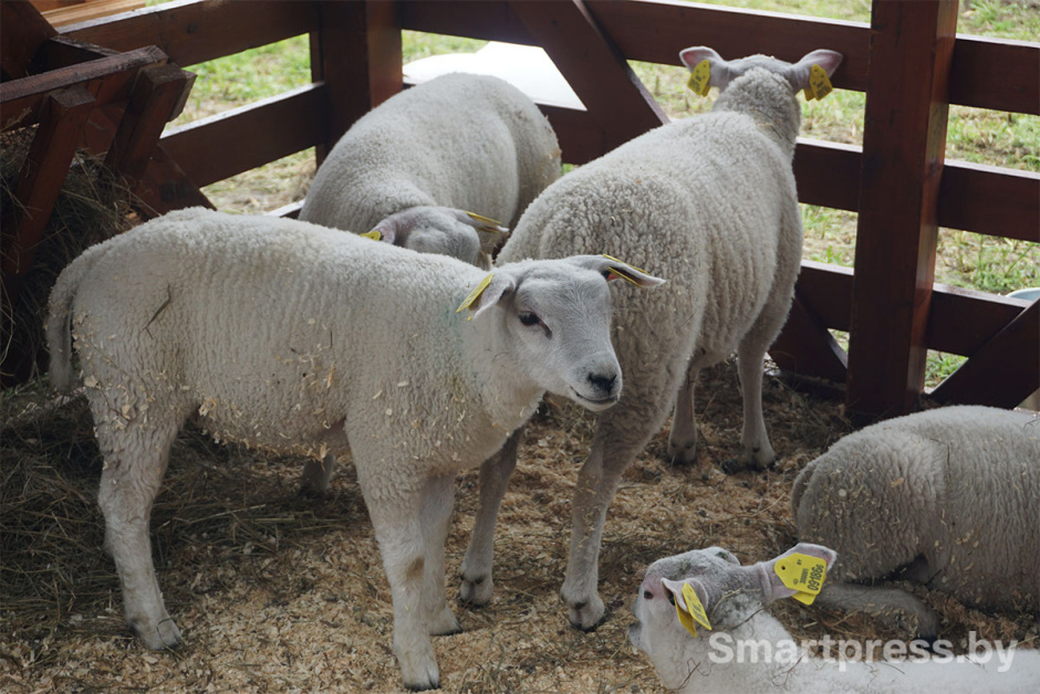 овца тексель2.jpg