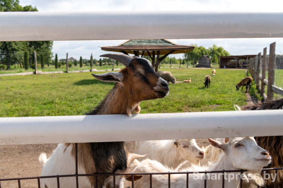 Козы.jpg