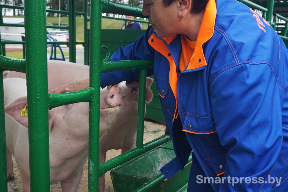 свиньи ландрас3.jpg