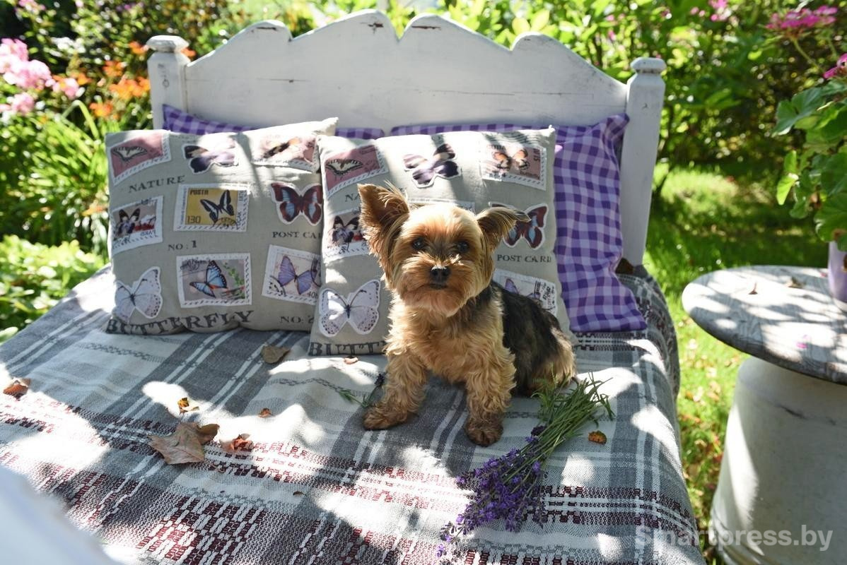 2-Йоркширский терьер Алиса.jpg