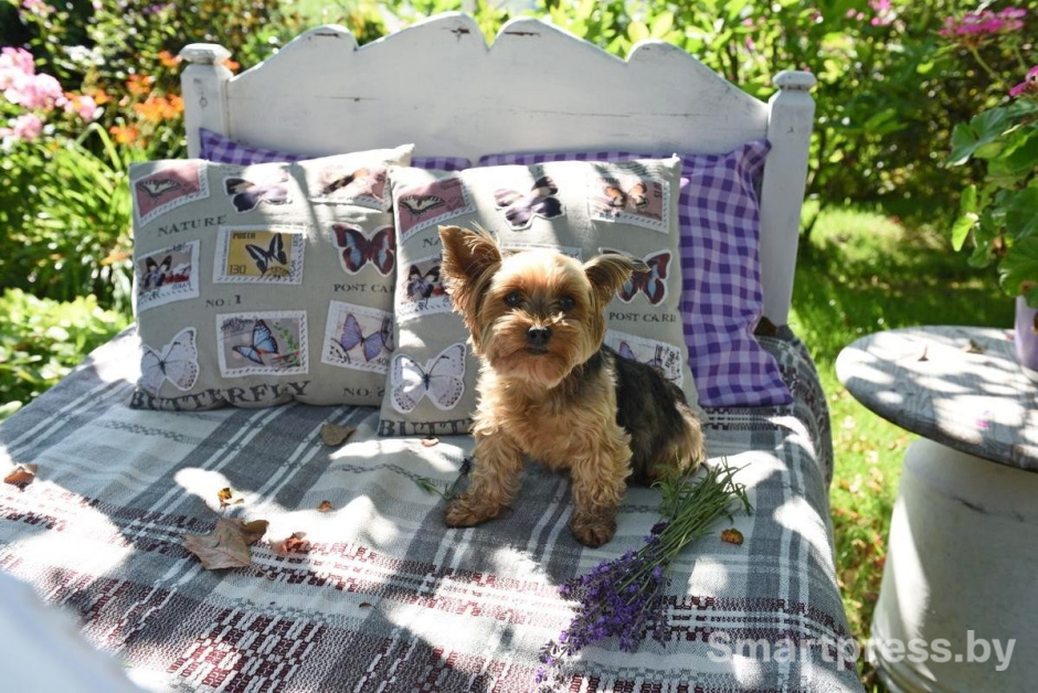 2-Йоркширский терьер Алиса.jpg