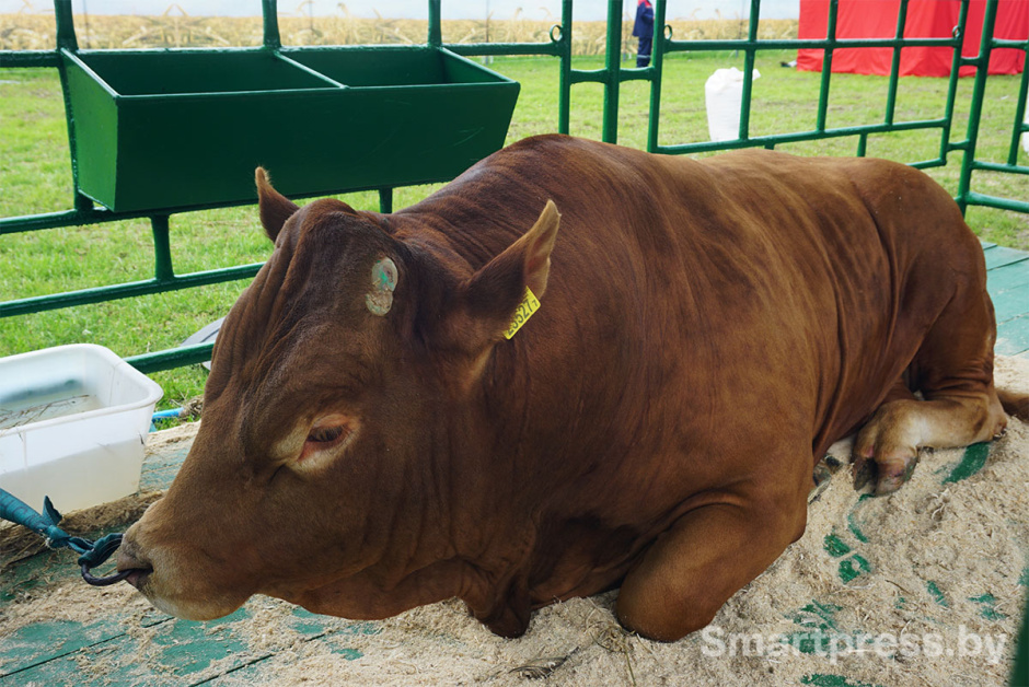 бык породы лимузин.jpg