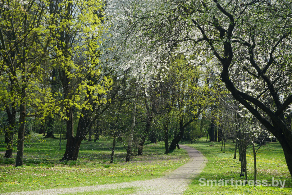 цветение деревьев.jpg