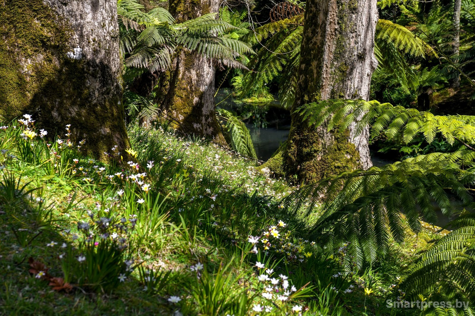 20-Парк Терра Ностра на острове Сан-Мигел.jpg