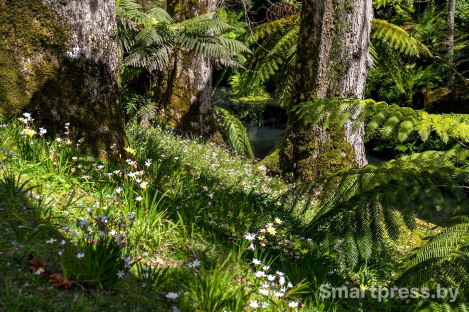 20-Парк Терра Ностра на острове Сан-Мигел.jpg