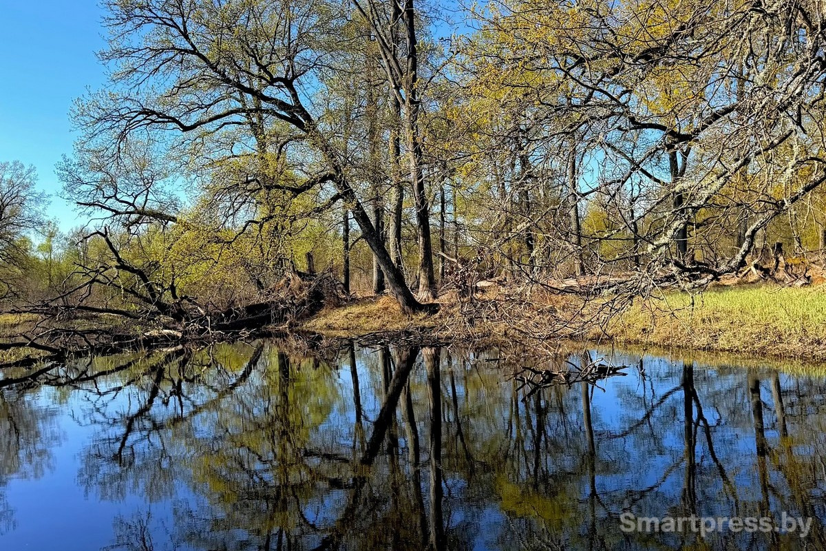 8-Пойменные леса Припяти.jpg