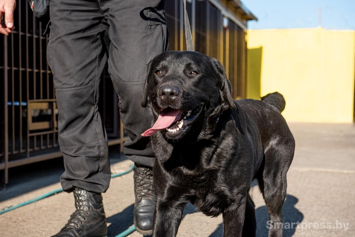 9-Лабрадор Дарк.jpg