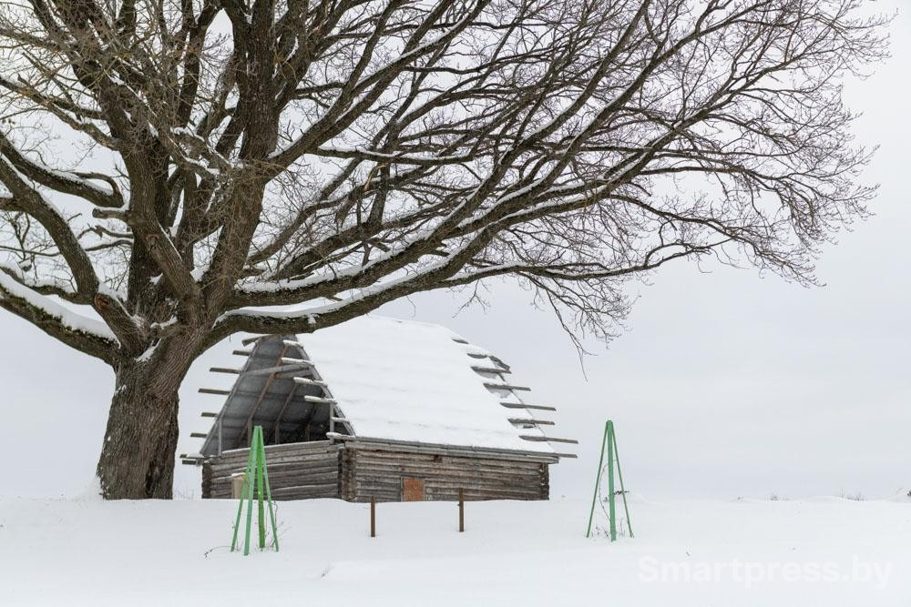 2-Дуб рядом с домом.jpg