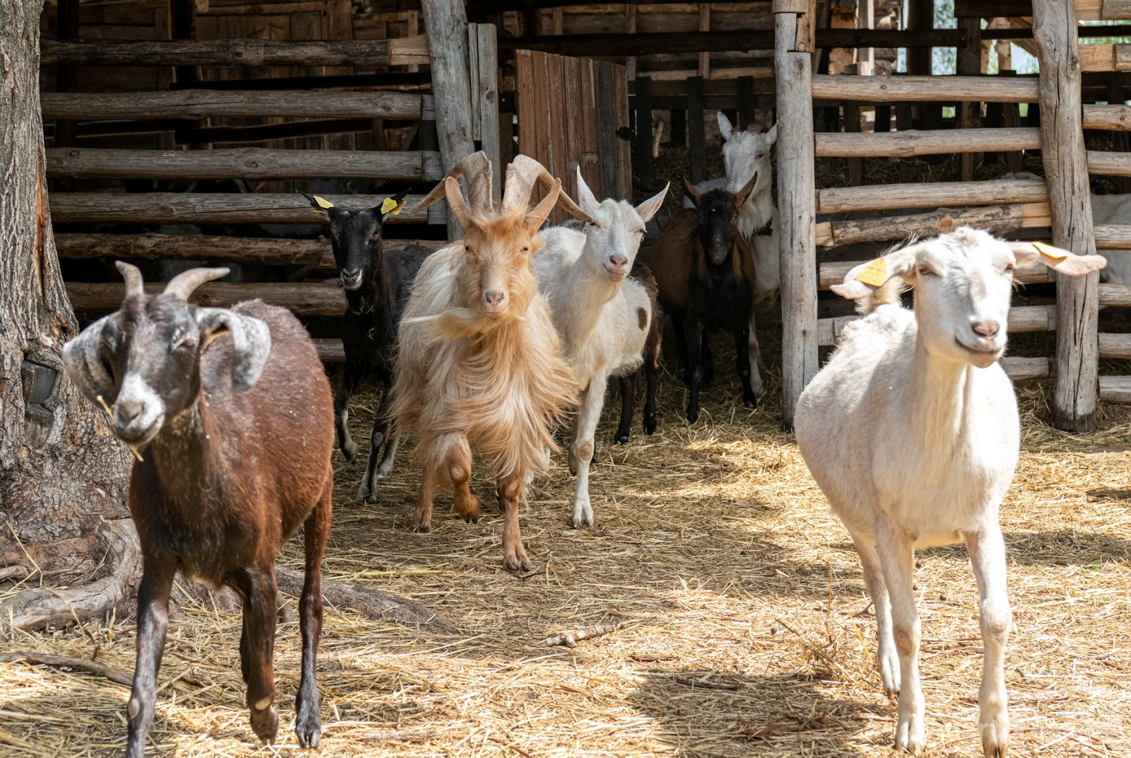 15-Козья ферма в деревне Высокое.jpg