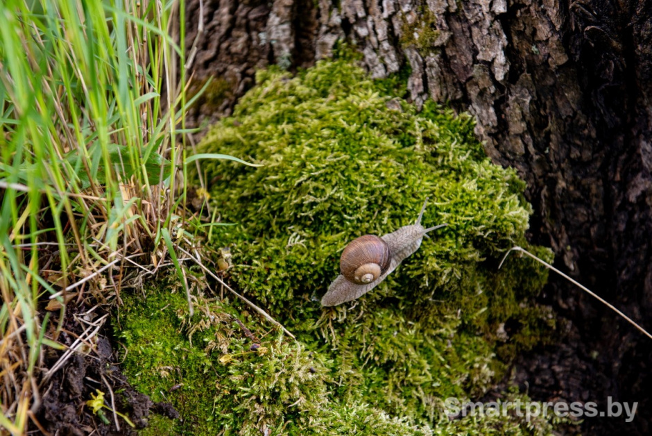 Семья из Израиля переехала жить в белорусскую деревню 13.jpg