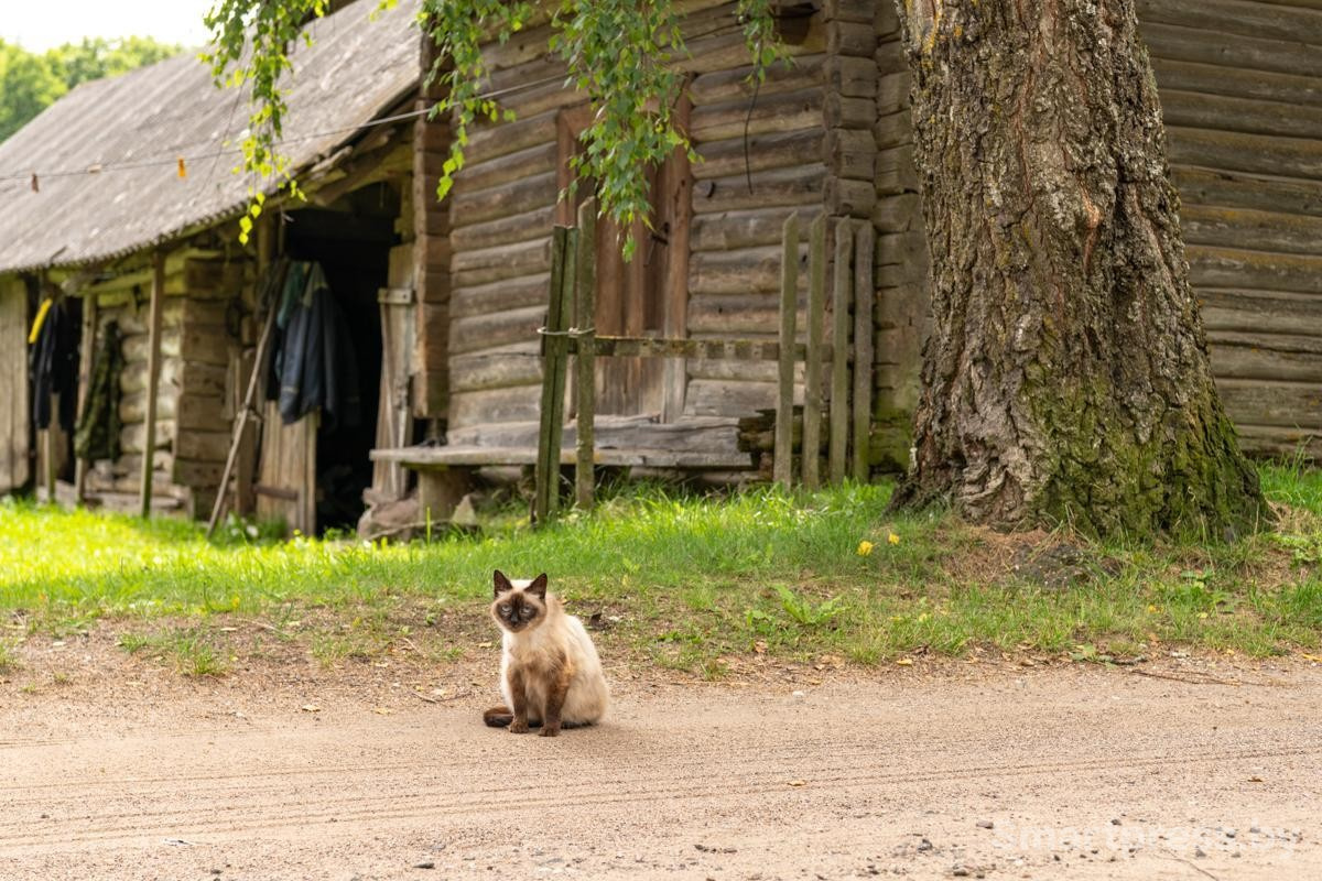 6-Коты из Комарово.jpg