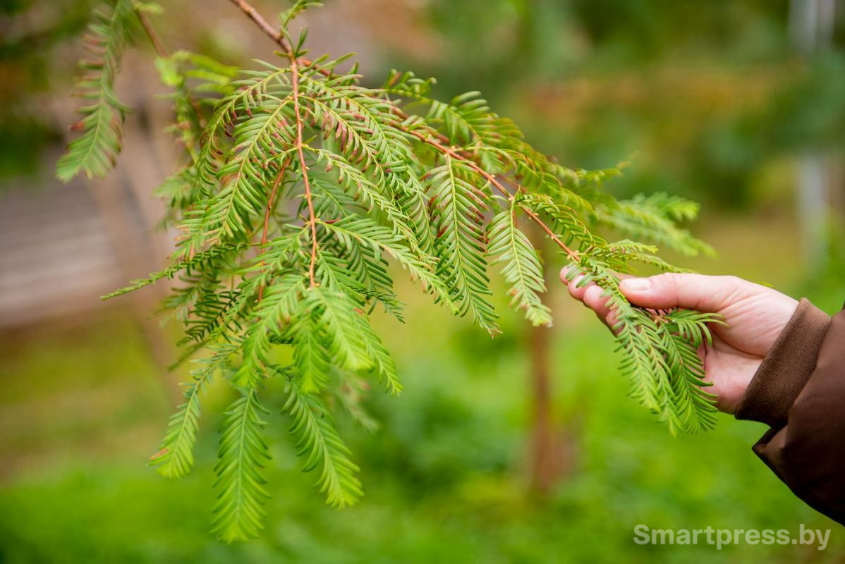 18-Листья метасеквойи.jpg
