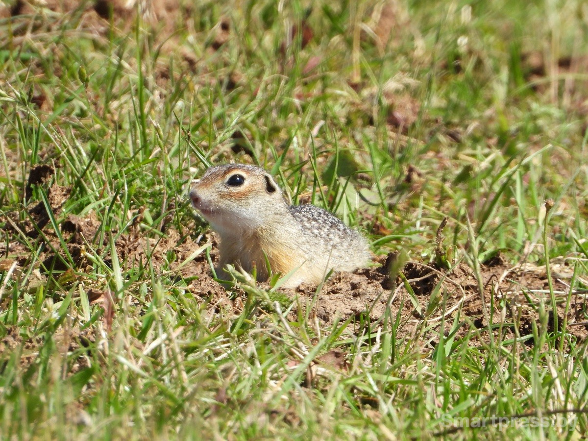 3-Крапчатый суслик.jpg 3-Крапчатый суслик.jpg