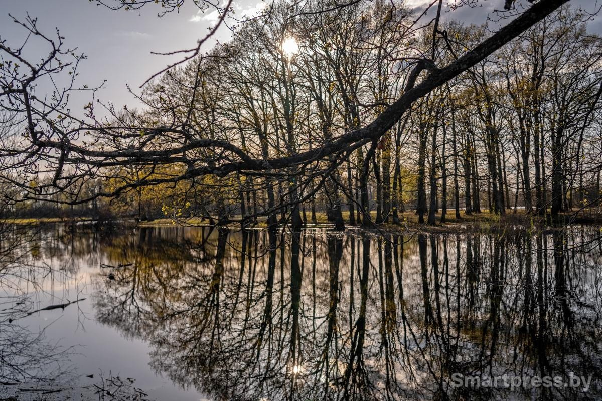 16-Пойменная дубрава на закате.jpg