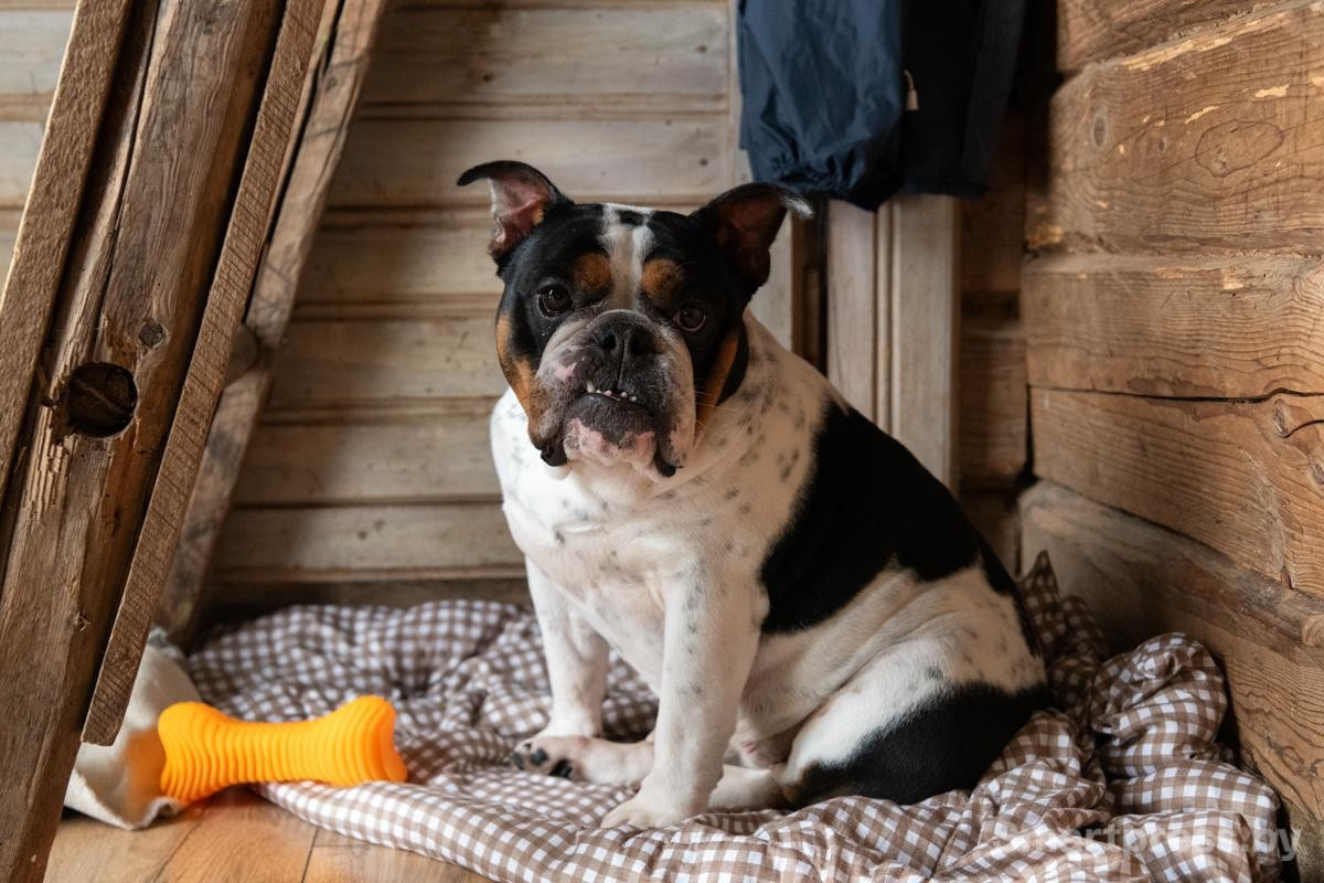 6-Собака Булка.jpg