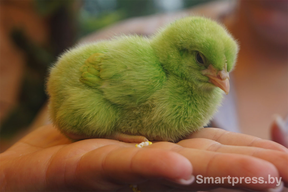 цыплята белагро.jpg