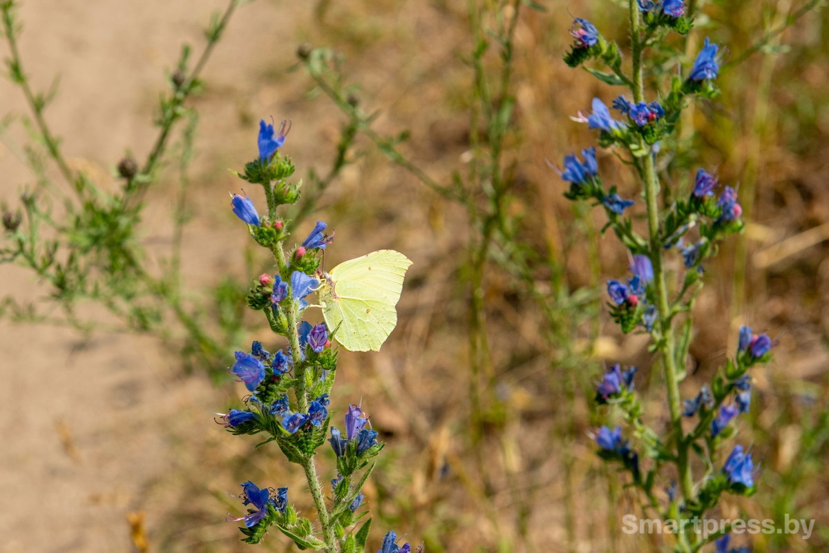 6-Дрогичинский район.jpg