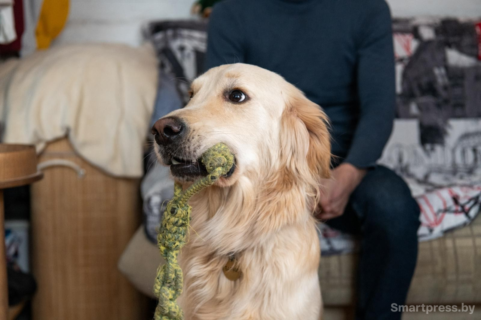 12-Золотистый ретривер Барни.jpg