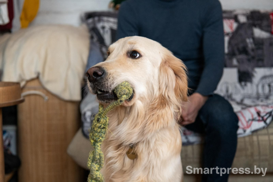 12-Золотистый ретривер Барни.jpg