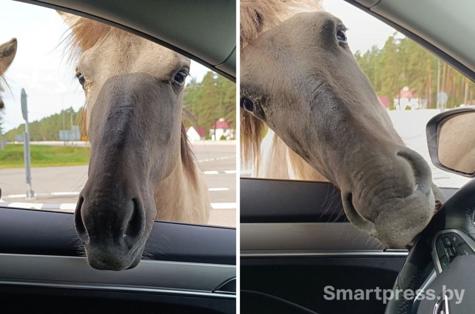 здравствуйте здравствуйте
