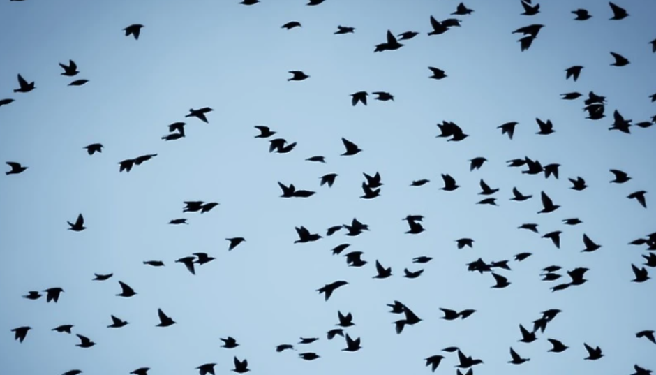 птицы4.png птицы4.png