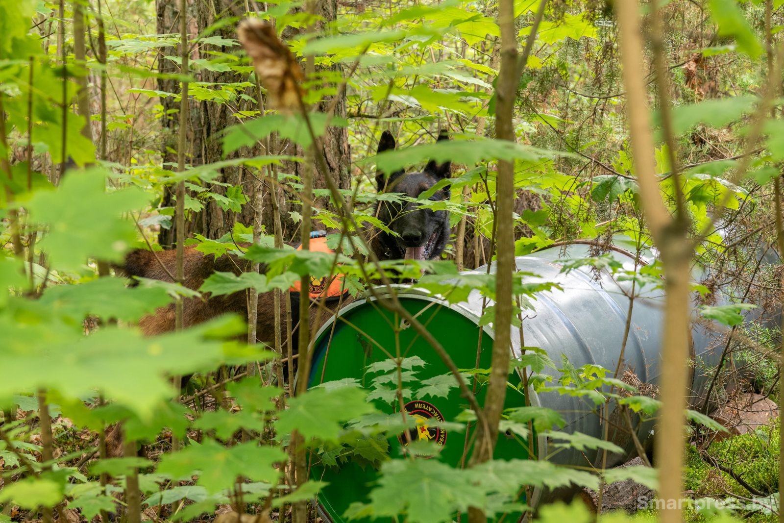 Кинологический центр "Из Кифы"